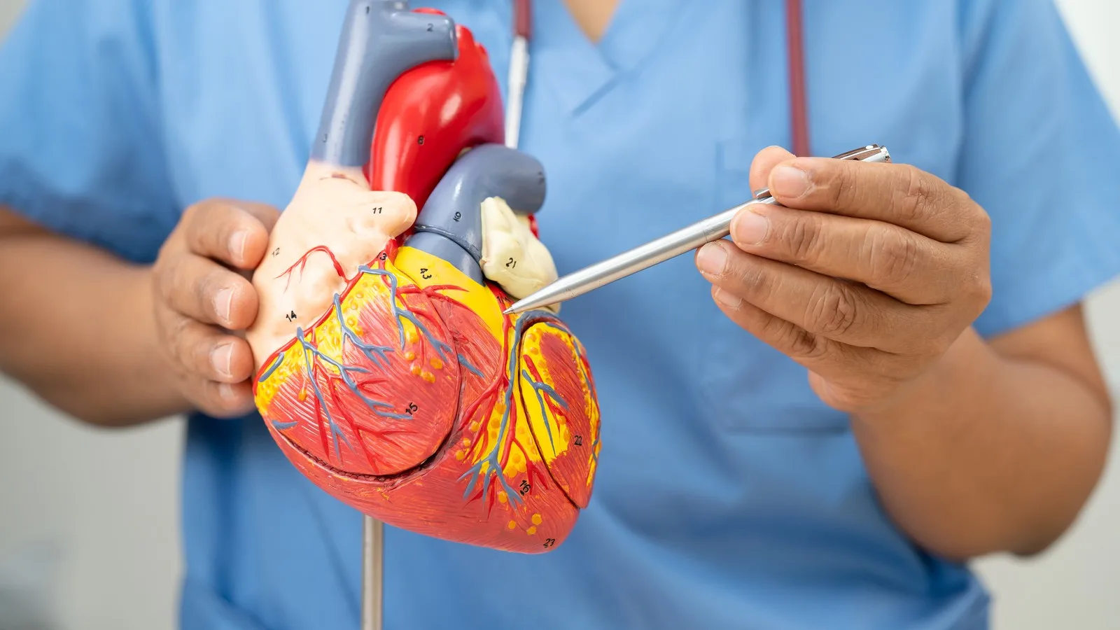 Cardiólogo vs Angiólogo: Diferencias y guía para elegir especialista en Querétaro